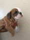 English Bulldog Puppies for sale in Chula Vista, CA, USA. price: $2,000