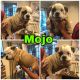English Bulldog Puppies for sale in Pico Rivera, CA 90660, USA. price: $3,000