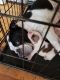English Bulldog Puppies for sale in Yakima, WA, USA. price: NA