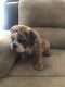 English Bulldog Puppies for sale in Fresno, CA, USA. price: $1,800