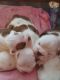 English Bulldog Puppies for sale in New Jersey Ave, Brooklyn, NY 11207, USA. price: $500