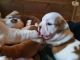 English Bulldog Puppies for sale in Franklin Ave, Alliance, OH 44601, USA. price: NA