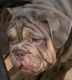 English Bulldog Puppies for sale in Denison, TX, USA. price: NA