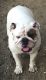 English Bulldog Puppies for sale in San Jacinto, CA, USA. price: $1,200