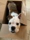 English Bulldog Puppies for sale in Toms River, NJ 08753, USA. price: NA