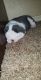 English Bulldog Puppies for sale in Hillsboro, TX 76645, USA. price: NA