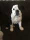 English Bulldog Puppies for sale in Ocoee, FL 34761, USA. price: NA