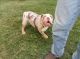English Bulldog Puppies for sale in Inkster, MI 48141, USA. price: $3,800