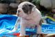 English Bulldog Puppies for sale in Monument, CO, USA. price: NA