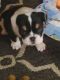 English Bulldog Puppies for sale in Cookeville, TN, USA. price: NA