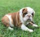English Bulldog Puppies for sale in Pikeville, KY 41501, USA. price: NA
