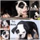 English Bulldog Puppies for sale in Sanford, FL, USA. price: NA