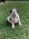 English Bulldog Puppies for sale in Creekside Dr, Austin, TX 78752, USA. price: NA
