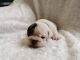 English Bulldog Puppies for sale in Austin, TX, USA. price: $1,600