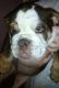 English Bulldog Puppies for sale in Sherman-Denison, TX, TX, USA. price: NA