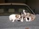 English Bulldog Puppies for sale in Tulsa, OK, OK, USA. price: NA
