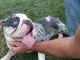 English Bulldog Puppies for sale in Inkster, MI 48141, USA. price: NA