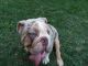 English Bulldog Puppies for sale in Inkster, MI 48141, USA. price: $3,800