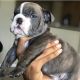 English Bulldog Puppies for sale in Palm Springs, CA, USA. price: NA