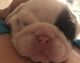 English Bulldog Puppies for sale in Des Moines, IA, USA. price: $2,000