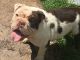 English Bulldog Puppies for sale in College Station, TX, USA. price: NA