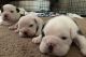 English Bulldog Puppies for sale in Woodstock, GA, USA. price: NA