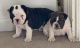 English Bulldog Puppies for sale in Thompson Ridge, NY 12566, USA. price: NA