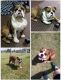 English Bulldog Puppies for sale in Denton, TX, USA. price: NA