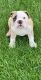 English Bulldog Puppies for sale in Brighton, CO, USA. price: NA