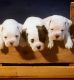 English Bulldog Puppies for sale in Fairfield, OH, USA. price: NA