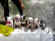 English Bulldog Puppies for sale in Aventura, FL, USA. price: NA