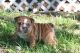 English Bulldog Puppies for sale in Stockton, MO 65785, USA. price: $3,000