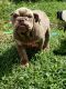 English Bulldog Puppies for sale in Tecumseh, NE 68450, USA. price: $1,500