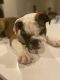 English Bulldog Puppies for sale in Kissimmee, FL 34746, USA. price: $2,000