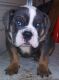 English Bulldog Puppies for sale in Dixon, CA 95620, USA. price: NA