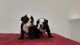 English Bulldog Puppies for sale in Nederland, TX, USA. price: $3,550