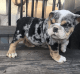 English Bulldog Puppies for sale in Houston, TX 77080, USA. price: $4,500