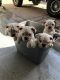 English Bulldog Puppies for sale in Oakley, CA 94561, USA. price: NA