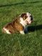 English Bulldog Puppies for sale in Deer Park, NY 11729, USA. price: NA