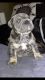 English Bulldog Puppies for sale in Broadalbin, NY 12025, USA. price: NA