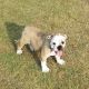 English Bulldog Puppies for sale in 200 Bradley Park Ln, Cumming, GA 30040, USA. price: $2,500