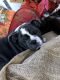 English Bulldog Puppies for sale in Mineola, TX 75773, USA. price: NA