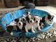 English Bulldog Puppies for sale in Minneapolis, MN, USA. price: $2,500