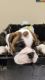 English Bulldog Puppies for sale in Nevada, MO 64772, USA. price: $1,500