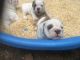 English Bulldog Puppies for sale in Cumming, GA, USA. price: $950