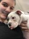 English Bulldog Puppies for sale in 10822 Flower Ave, Stanton, CA 90680, USA. price: NA