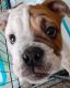 English Bulldog Puppies for sale in Hayward, CA, USA. price: NA