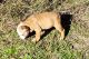 English Bulldog Puppies for sale in Grovetown, GA 30813, USA. price: NA