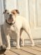 English Bulldog Puppies for sale in Martinsburg, WV, USA. price: $200