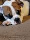 English Bulldog Puppies for sale in Oneida, NY, USA. price: $2,000
